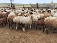 Schaf, Katum sheep — Foto 7