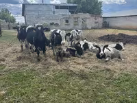 Boğa, Sığır — foto 6