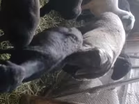 Widder, Rhon sheep — Foto 3