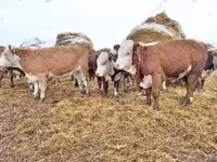 Boğa, Sığır — foto 4