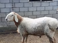 Widder, Arashan sheep — Foto 1