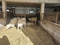 Kuh, Charolais cattle — Foto 6
