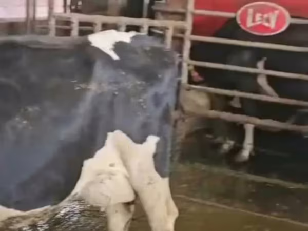 Kuh, Holstein-Rasse — Polen