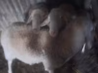 Widder, Assaf sheep — Foto 1