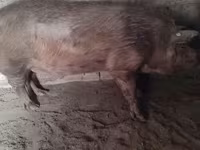 Verro, Пьетрен — foto 1