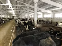İnek, Yaroslavl cattle — foto 7