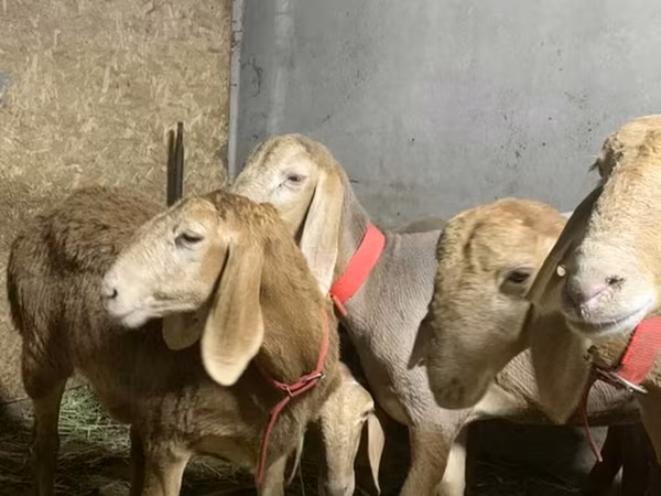 Arashan sheep