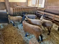 Schaf, Baerchuke sheep — Foto 4