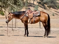 Koń, Quarter Horse — zdjęcie 5