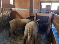 Schaf, Baerchuke sheep — Foto 1