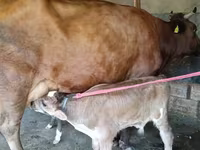 母牛, Red Estonian cattle — 照片 4