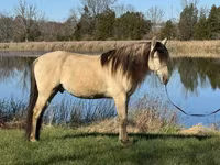 Hengst, Rocky Mountain Horse — Foto 8