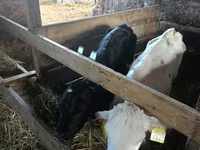Bull, Cattle — photo 5