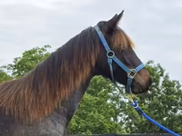 Kobyła, Rocky Mountain Horse — zdjęcie 3