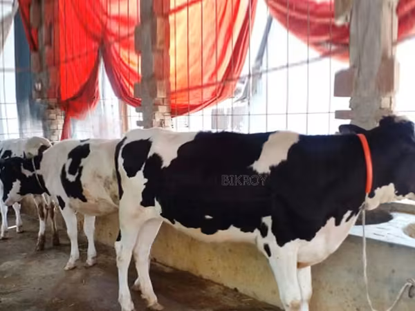 Kuh, Holstein-Rasse