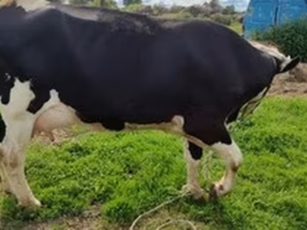 Race Holstein