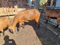 Cabro, Cabras — foto 2