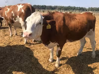 İnek, Holstein ırkı — foto 2