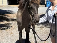 فرس, Rocky Mountain Horse — الصورة 4