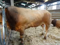 Byk, Partenaise cattle — zdjęcie 2