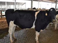 İnek, Holstein ırkı — foto 3