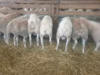 Schaf, Baerchuke sheep — Foto 1