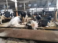 بقرة, سلالة هولشتاين — الصورة 2
