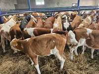 Kuh, Simmental cattle — Foto 2