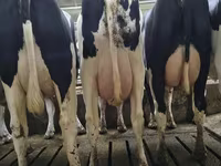 Kuh, Holstein-Rasse — Foto 1
