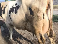 İnek, Swiss cattle — foto 4