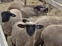Koyun, Blackheaded Persian sheep — foto 3