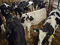 Bulle, Holstein-Rasse — Foto 1