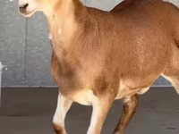 公羊, Sheep — 照片 3