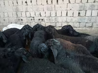 Widder, Rhon sheep — Foto 4