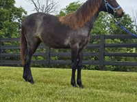 Kobyła, Rocky Mountain Horse — zdjęcie 4
