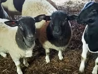 Widder, Dorper sheep — Foto 2