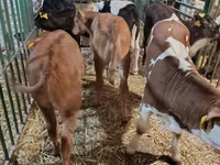 Kuh, Limousin-Kuh — Foto 5
