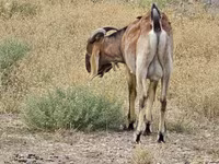 Oğlak, Nubian Goat — foto 3
