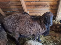 Widder, Edilbay sheep — Foto 2