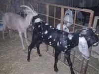 Ziegenbock, Beetal goats — Foto 2