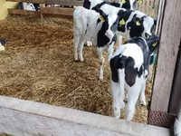 Bulle, Swiss cattle — Foto 7