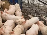 Boar, Pigs — photo 2
