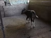 ثور, الماشية — الصورة 1