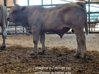 Bulle, Charolais cattle — Foto 7