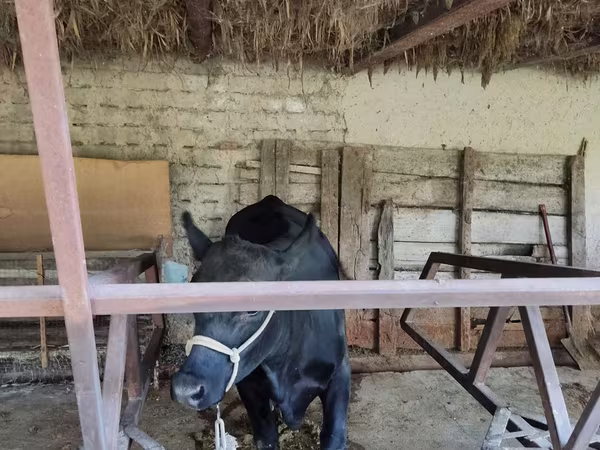 Vaca, Ganado vacuno
