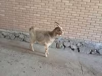 母山羊, Alpine goat — 照片 1