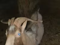 Ziege, Alpine goat — Foto 7
