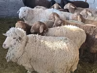 Schaf, Tian-Shan semifinewool sheep — Foto 4