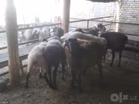 Koç, Arabi sheep — foto 6