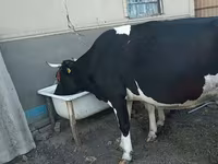 Kuh, Holstein-Rasse — Foto 3